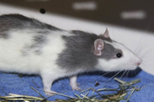 _0002_3ratten027