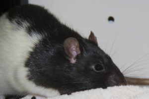 _0004_3ratten029