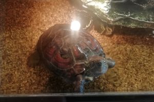 Chinesische_Dreikielschildkroeten_025 (2)