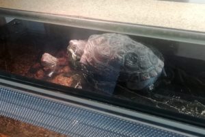 Chinesische_Dreikielschildkroeten_026 (1)