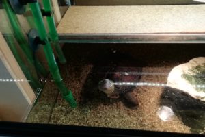 Chinesische_Dreikielschildkroeten_027 (1)