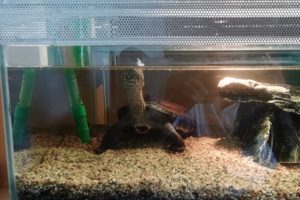 Chinesische_Dreikielschildkroeten_028 (1)