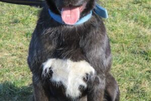 blacky017-3