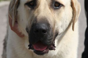 aslan 10 monate kangal IMG_4114we