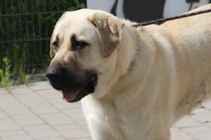 aslan 10 monate kangal IMG_415we1