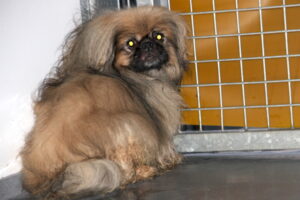 fund pekinese IMG_8634