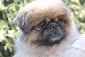 günther pekinese IMG_9325we