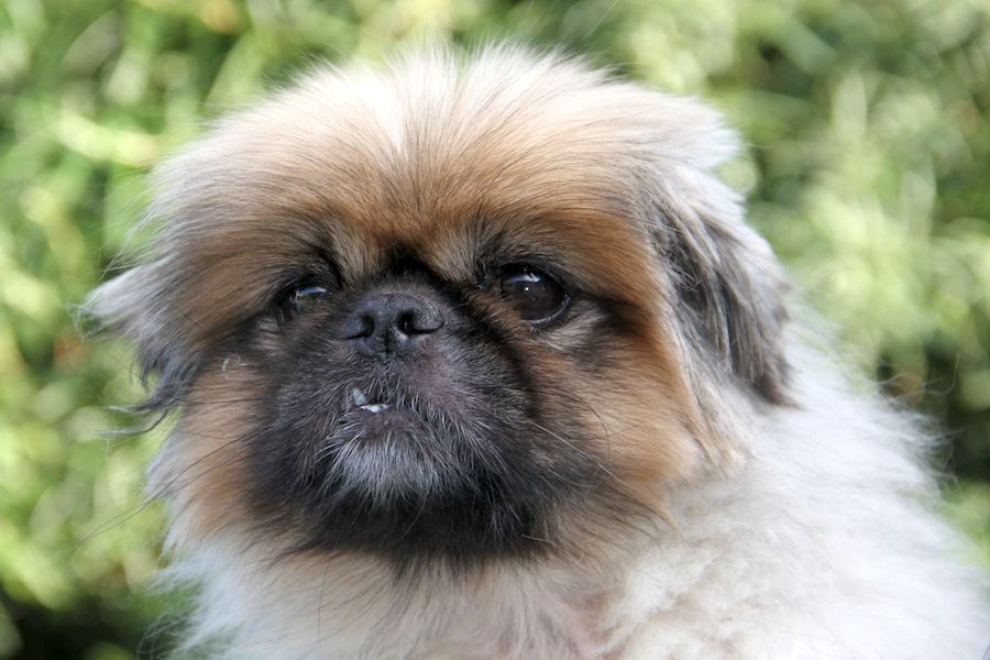 günther pekinese IMG_9332we