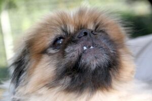 günther pekinese IMG_9355we