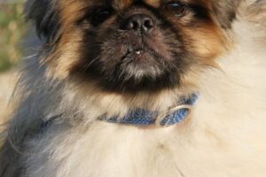 günther pekinese IMG_9357we