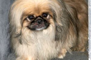 pekinese fund IMG_8816we