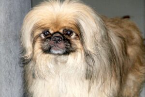 pekinese fund IMG_8817we