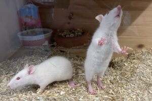 albino ratten IMG_6751