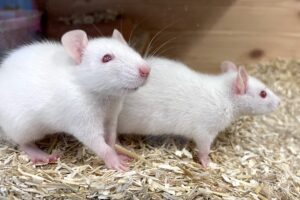 albino ratten IMG_6752