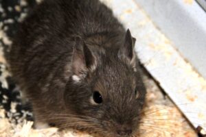 chips degu IMG_0629we