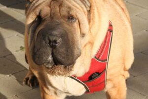 samy shar pei IMG_3351we