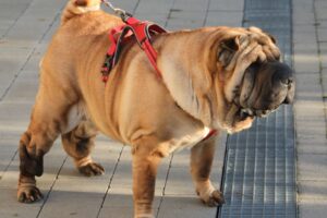 samy shar pei IMG_3361we