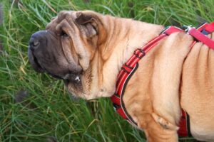 samy shar pei IMG_3370we