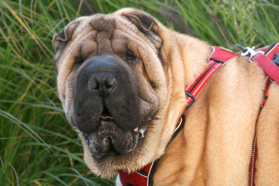 samy shar pei IMG_3378we