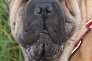 samy shar pei we