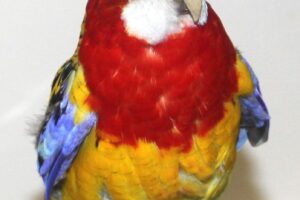 rosella IMG_1327we