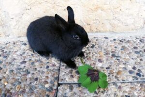 blacky-bounty-privat