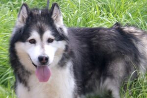 vasco IMG_6032we