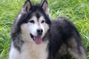 vasco IMG_6036we
