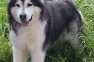 vasco IMG_6047we