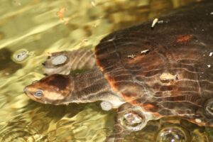 spitzkopf rotbauch schildkröteIMG_0290we