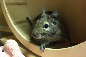 degus 27.08. IMG_0270