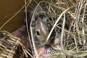 degus 27.08. IMG_0271