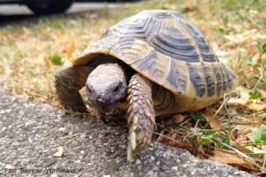 Foto: Tierrettung Unterland