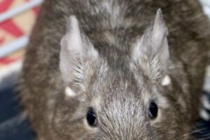 2 degu weibchen abgabeIMG_3684we