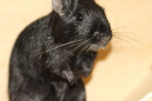 degu schwarz IMG_3442we