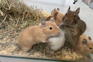 degus IMG_1322