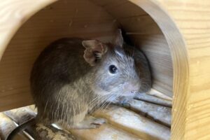 degus IMG_1340