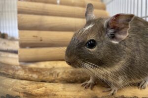 degus IMG_1345