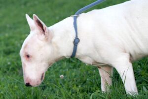 attila bullterrier IMG_5116we