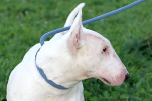 attila bullterrier IMG_5121we