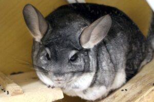 chinchilla DRago schwarz Chiko grau IMG_1709we