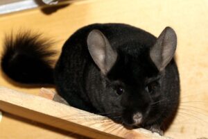 chinchilla DRago schwarz Chiko grau IMG_1719we