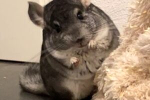 chinchillas 02