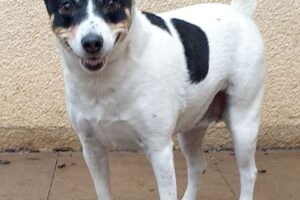 bella JRT 6we