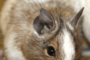 4 degu buben IMG_4280we