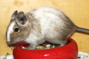 4 degu buben IMG_4282we