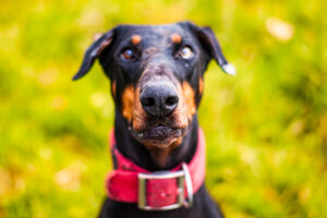 dobermänner von privat 01