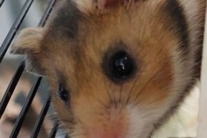 bobby hamster 20230321_15382we5