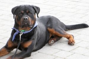 buddy rottweiler IMG_7298we