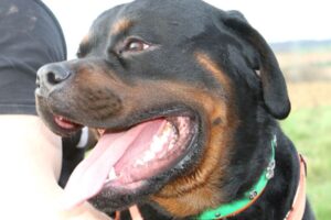 buddy rottweiler IMG_7580we